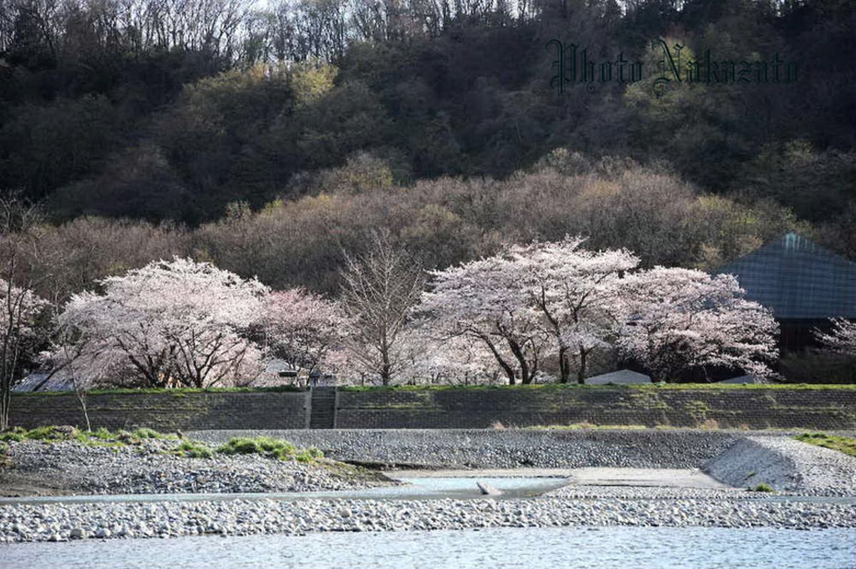 桜　2008